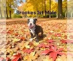 Small #5 Boston Terrier