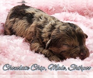ShihPoo Puppy for sale in FAYETTEVILLE, NC, USA