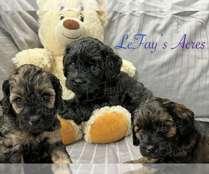 Cavapoo Litter for sale in PLEASANT HOPE, MO, USA