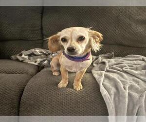 Chihuahua-Unknown Mix Dogs for adoption in Las Vegas, NV, USA