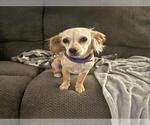 Small Chihuahua Mix