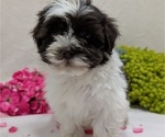 Small #11 Havanese
