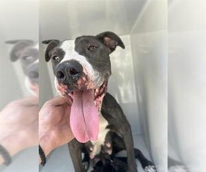 American Pit Bull Terrier-Unknown Mix Dogs for adoption in Houston, TX, USA