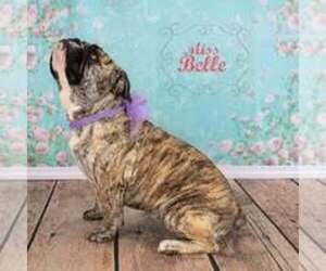 Mother of the Olde English Bulldogge puppies born on 06/15/2025