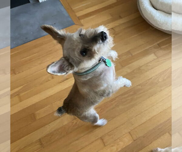 Medium Photo #2 - Mix Puppy For Sale in Lenoir, NC, USA