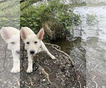 Small #24 German Shepherd Dog Mix