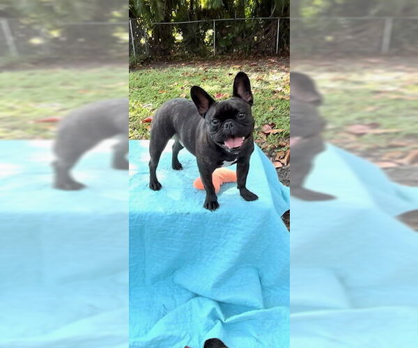 Medium Photo #1 French Bulldog Puppy For Sale in Weston, FL, USA