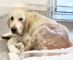 Labrador Retriever Dogs for adoption in Houston, TX, USA