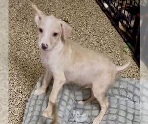 Nelson - Male Mutt Dog for Adoption - Photo #2