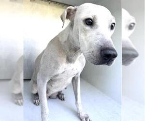 A661930 - Female Labrador Retriever-Unknown Mix Dog for Adoption - Photo #2