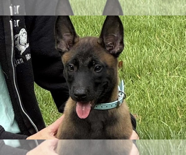 Medium Photo #1 Belgian Malinois Puppy For Sale in AIKEN, SC, USA