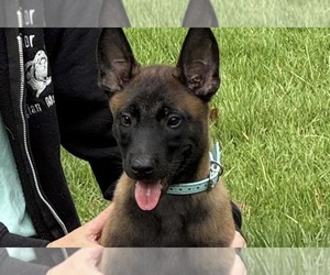 Belgian Malinois Puppy for sale in AIKEN, SC, USA