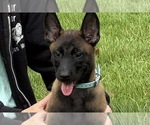 Small Belgian Malinois