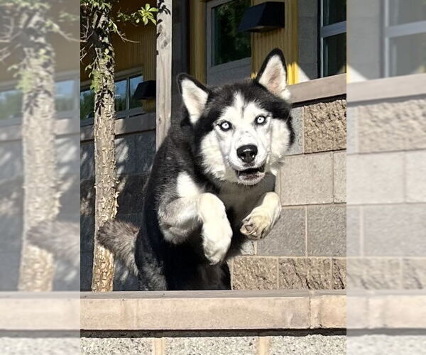 Medium Photo #4 Siberian Husky-Unknown Mix Puppy For Sale in Elk Grove, CA, USA