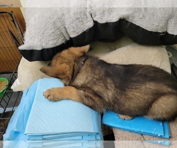 Medium Photo #12 German Shepherd Dog Puppy For Sale in SAINT CROIX FALLS, WI, USA