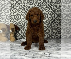 Goldendoodle Puppy for Sale in FRANKLIN, Indiana USA