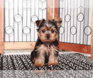 Yorkshire Terrier Puppy for Sale in NAPLES, Florida USA