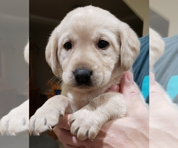 Medium Photo #145 Labrador Retriever Puppy For Sale in OLYMPIA, WA, USA