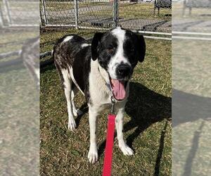 Akita Dogs for adoption in Corpus Christi, TX, USA
