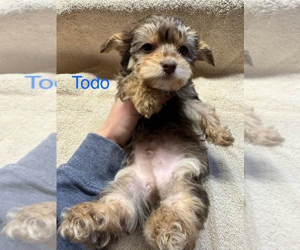 Medium Photo #5 YorkiePoo Puppy For Sale in MIDDLETOWN, IN, USA