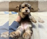 Small Photo #5 YorkiePoo Puppy For Sale in MIDDLETOWN, IN, USA