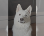 Small #2 Siberian Husky Mix