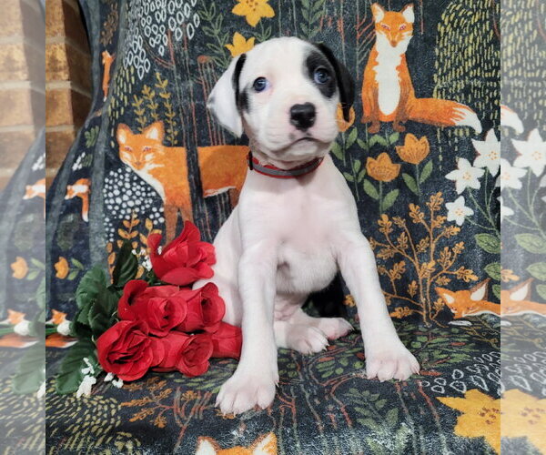 Medium Photo #10 Mutt Puppy For Sale in Holly Springs, NC, USA