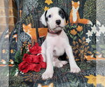 Small #9 Mutt