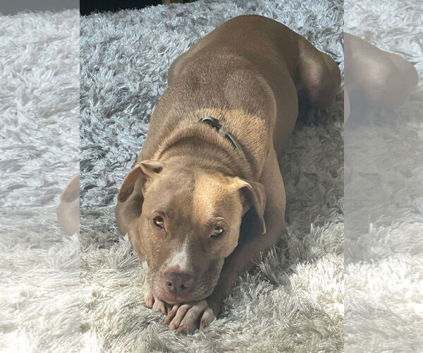 Medium Photo #3 American Pit Bull Terrier-Labrador Retriever Mix Puppy For Sale in Sykesville, MD, USA