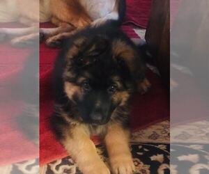 German Shepherd Dog Puppy for sale in LOMBARD, IL, USA
