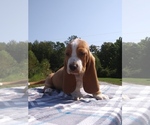 Small Photo #14 Basset Hound Puppy For Sale in PETERSBURG, IN, USA