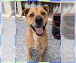 Small Boxer Mix