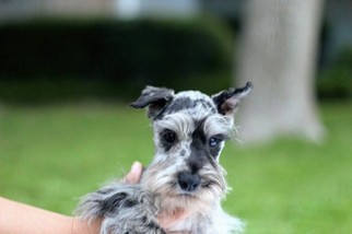Schnauzer (Miniature) Puppy for sale in AZLE, TX, USA