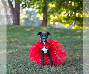 Mutt Dogs for adoption in Unionville, PA, USA