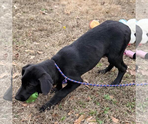 Medium Photo #3 Aussiedor Puppy For Sale in Yardley, PA, USA