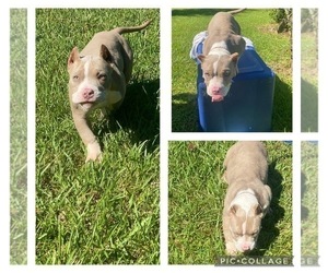 American Bully Puppy for Sale in FRANKLINTON, Louisiana USA