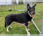 Small German Shepherd Dog Mix