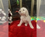 Small Photo #3 Poodle (Standard) Puppy For Sale in MIDDLETOWN, OH, USA