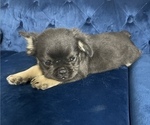 Small Photo #9 French Bulldog Puppy For Sale in HOUSTON, TX, USA