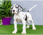 Small #11 Great Dane