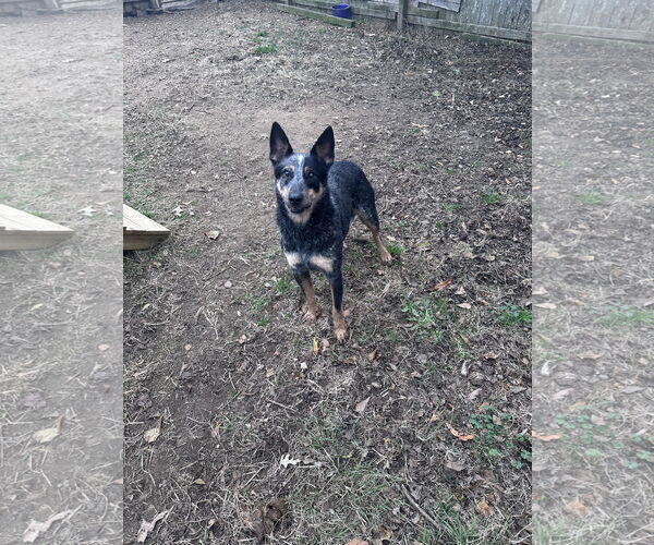 Medium Photo #1 Mutt Puppy For Sale in Jackson, MS, USA