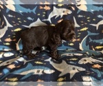 Small #8 Cocker Spaniel