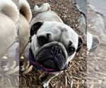 Small #4 Pug