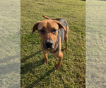 Small #1 Mutt