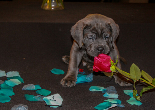 Medium Photo #11 Cane Corso Puppy For Sale in OAK LAWN, IL, USA