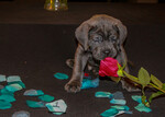 Small Photo #11 Cane Corso Puppy For Sale in OAK LAWN, IL, USA