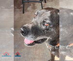 Small #3 Great Dane Mix