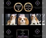 Puppy Gypsy AKC Cavalier King Charles Spaniel