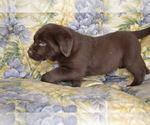 Small Photo #4 Labrador Retriever Puppy For Sale in GREENWOOD, WI, USA