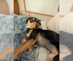 Small #2 Doberman Pinscher Mix
